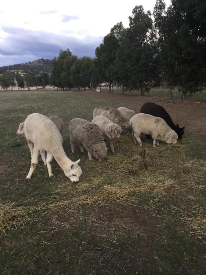 Taras Richmond Farmstay Campania Zewnętrze zdjęcie