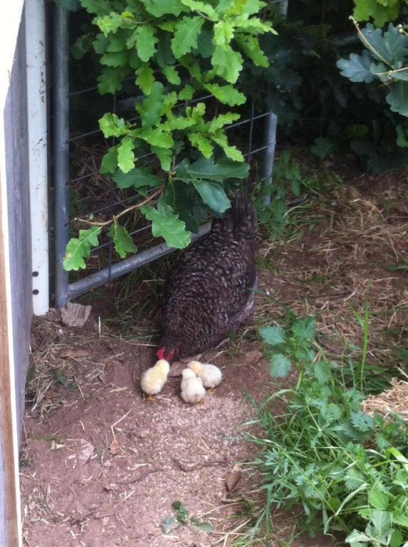 Taras Richmond Farmstay Campania Zewnętrze zdjęcie