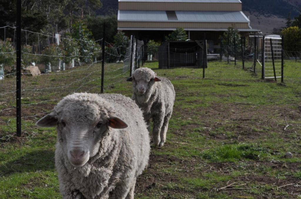 Taras Richmond Farmstay Campania Zewnętrze zdjęcie
